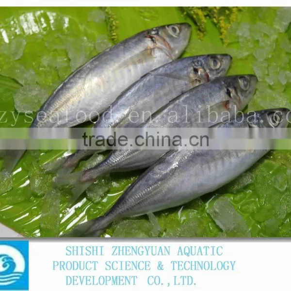 China Frozen Horse Mackerel Fish IQF Horse Mackerel photo-2