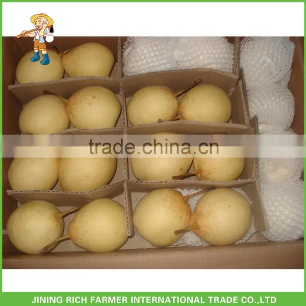 Chinese Ya Pear Fresh Ya Pear