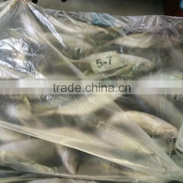 Landding Frozen Horse Mackerels for Bait photo-2
