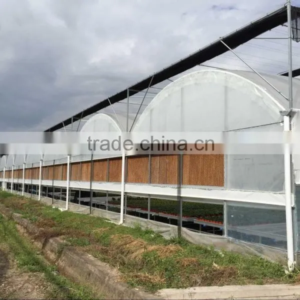 Auto Forever Flowering Greenhouse photo-4