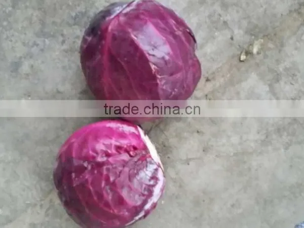 Farm Fresh Cabbage photo-2