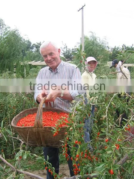Good Quality Gojiberry in Good Price photo-4