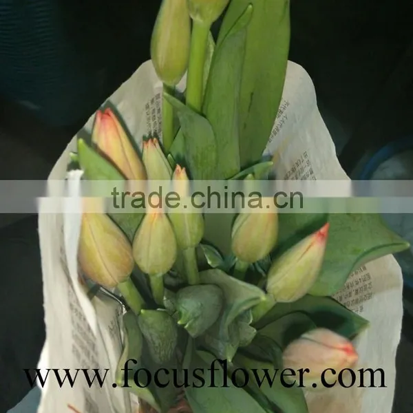 2016 High Quality Rainbow Tulip, the Fresh Cut Flowers With Low Price photo-6