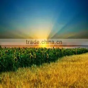 Potassium Acrylate Water Gel for Agriculture Polymer
