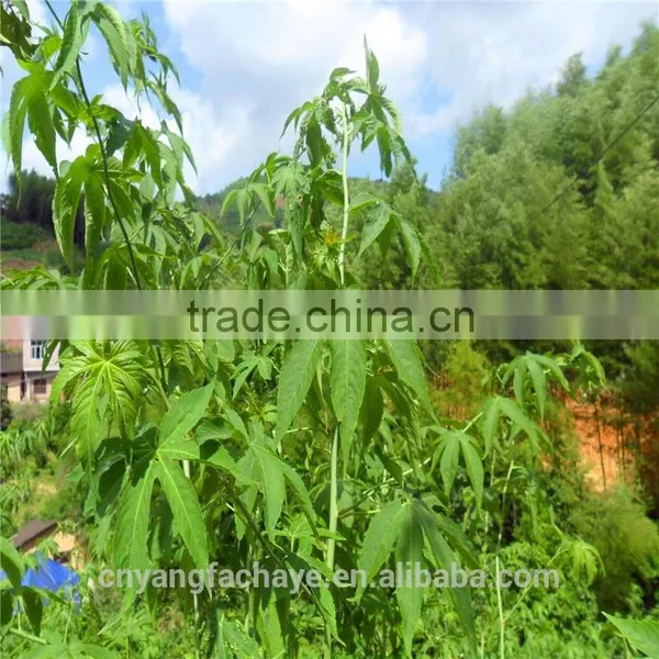 100% Organic Natural Sweet Tea photo-2