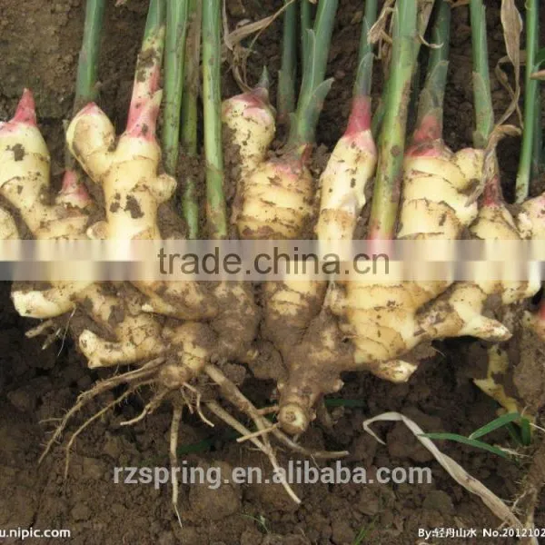 Wholesale Chinese Spicy Mature Fresh Ginger photo-2