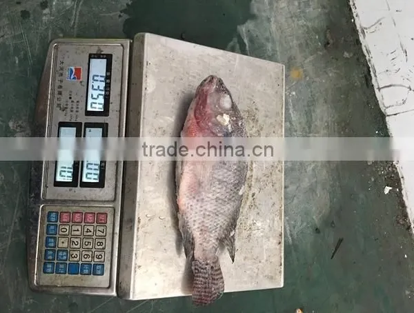 Frozen Black Tilapia For Sale/Chopa