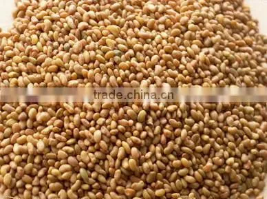 Alfalfa Seed