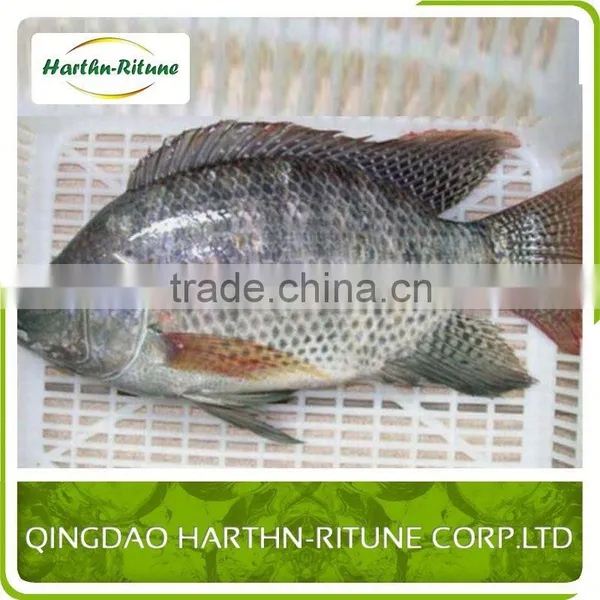 Boneless And Skinless Iqf Tilapia Fillet Fish photo-3