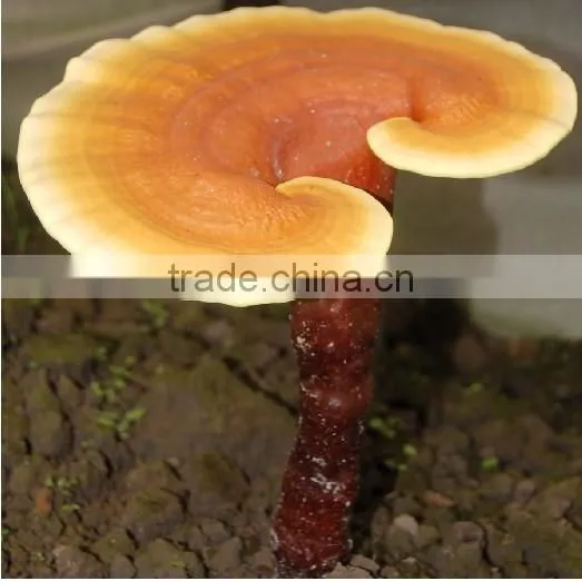 Mushroom Polysaccharides photo-2