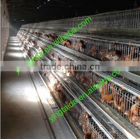 Eggs Checkin Cage photo-6