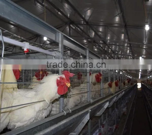 Battery Cages photo-2