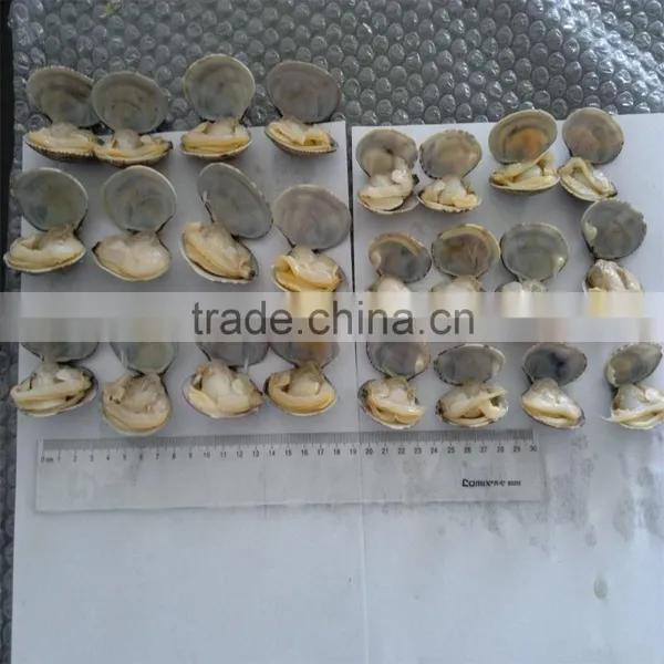 High Quality Vacum Packed Short Necked Clam photo-5
