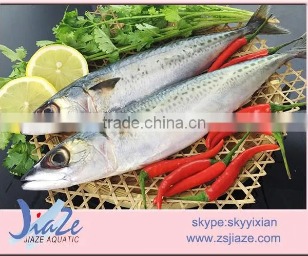 Frozen Mackerel WHOLE ROUND photo-3
