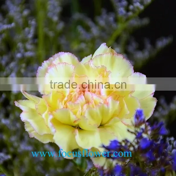 High Quality Fresh Cut Carnations Flower Rela Carnation Holiday Appliances photo-6