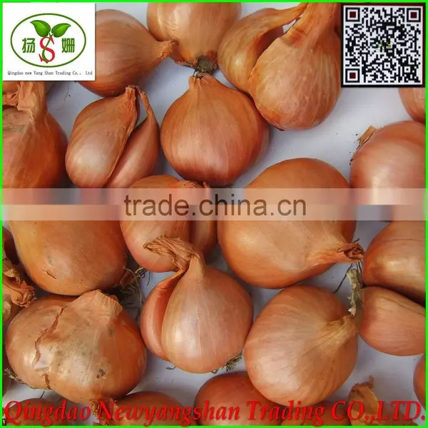 Red Dry Fresh Pearl Onions for Sale/Pearl Onions photo-2