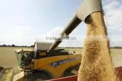 Organic Wheat photo-5