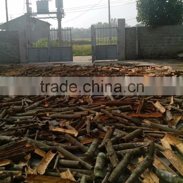Broken Cassia
