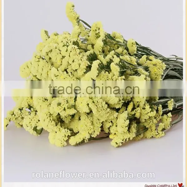 Forget me Not Flower to Make Flower Bouquets photo-2