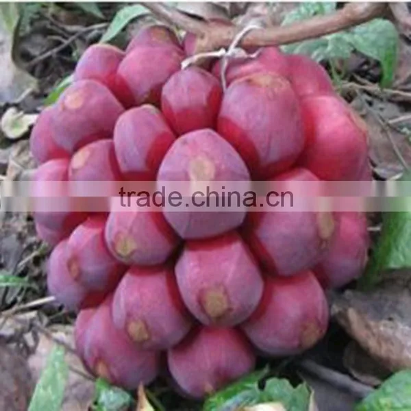 New Product Kadsura Coccinea Seeds Hei Lao Hu Seeds For Growing photo-3