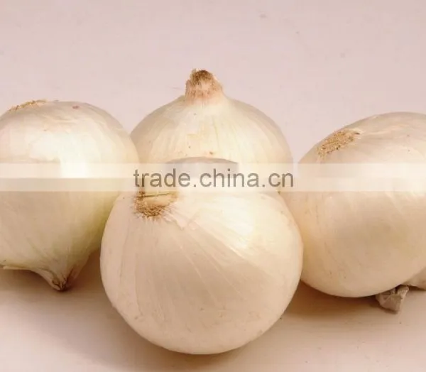 India Fresh White Onion Premium Grade