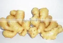 for Any Market Fresh Natural Ginger photo-5