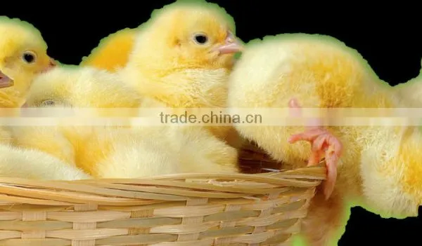 2016 China Latest Organic Fertilizer Manufacturing Plant photo-6