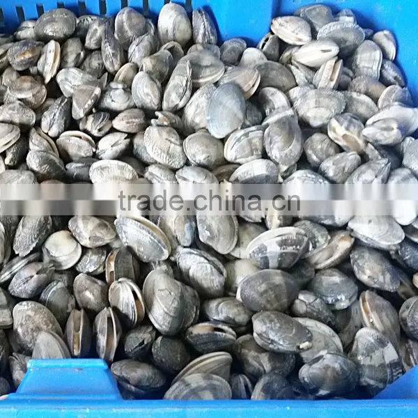 Vacuum Packed Short Necked Clam Size 51-60 photo-2