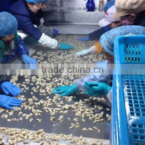 IQF Short Necked Clam Meat Treated photo-6