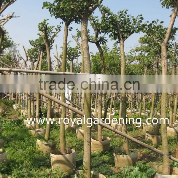 Bauhinia Variegata Tropical Trees photo-3