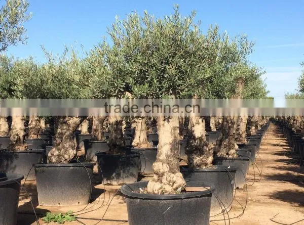 Olive Tree - Olea Europaea "Hojiblanca" photo-2