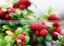 Cranberry P.E.