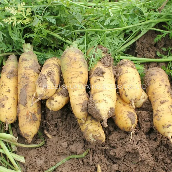 Chinese Good Quality Yellow Skin Hybrid Carrot Seeds for Sale photo-4