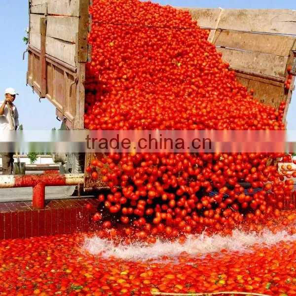 Tomato Paste Best Price With Drum Packing/Wooden Bins/Tin Packing photo-3