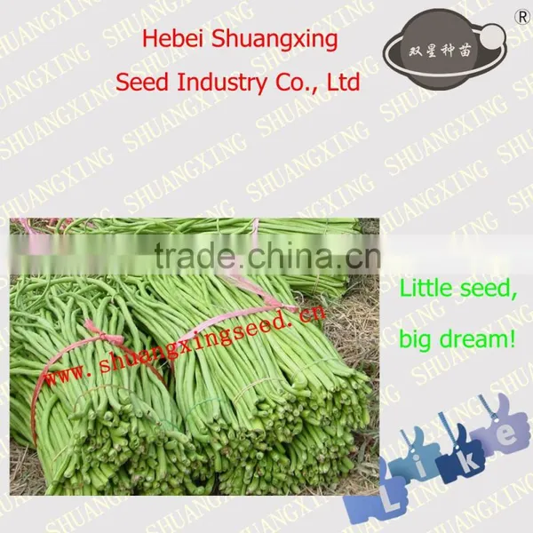 Hybrid Seeds SX Long Bean Seeds No.1413