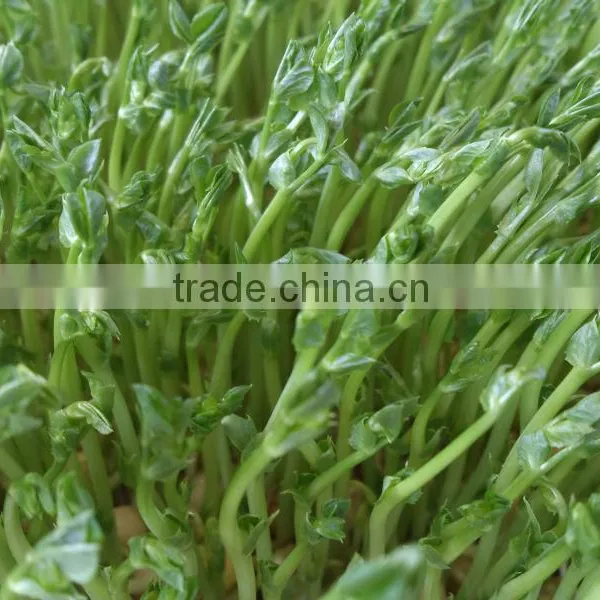 Hydroponics Animal Fodder Bean Sprout Machine/oat Sprouting Machine/ Bean Sprout Growing Machine on Sale photo-4