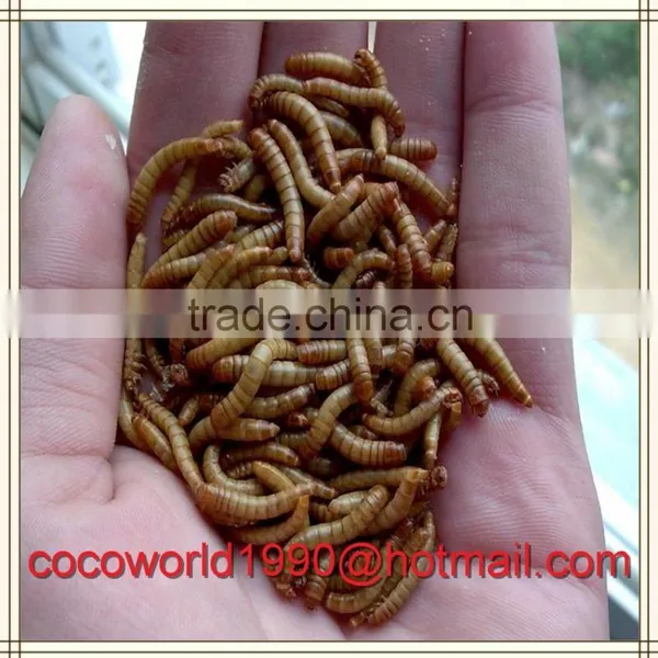 Dried Mealworms Recipes by the Pound Storage photo-3