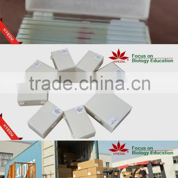 Microscope Prepared Slides ,Seed Slides, Seedling Prepared Slides