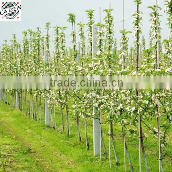 Factory Directly Sale Fiber Glass Round Rods for Planet photo-4
