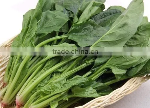 Spinach photo-2