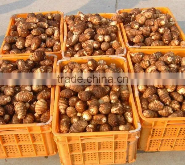 Fresh Taro 50g 60g Specification photo-5