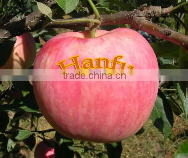 China Supplier of Fresh Red Delicious Bulk Fresh Apples Hanfu Apple Products photo-3