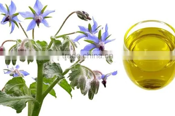 Best Price and Quality Cold Pressed Organic Borage Oil Bulk Plant Extract photo-2