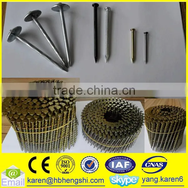 Umbrella Head Iron Nails, Galvanized Nails, Iron Nails,coil Nails, Nails Supplier photo-6