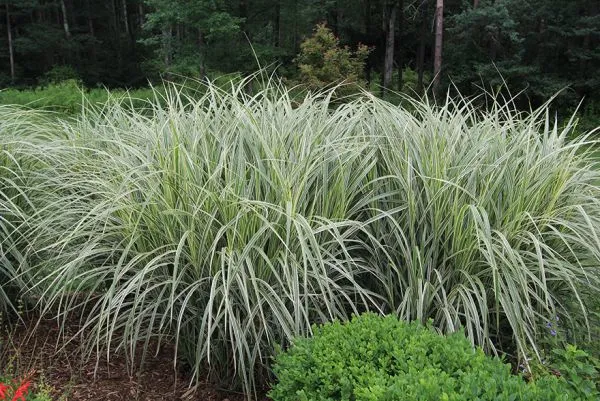 White Landscaping Ornamental Garden Plants 40-60cm Yellow