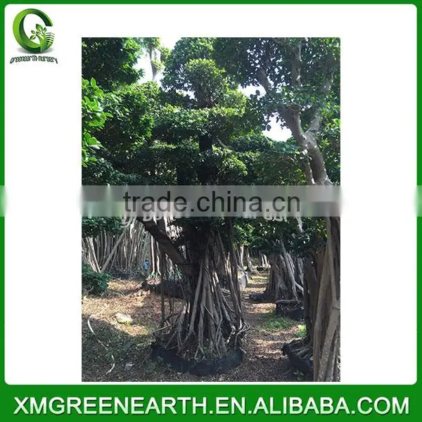 Ficus Microcarpa Bonsai 3m (3) photo-3