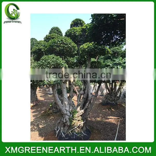 Ficus Microcarpa Bonsai 3.5m (1) photo-2