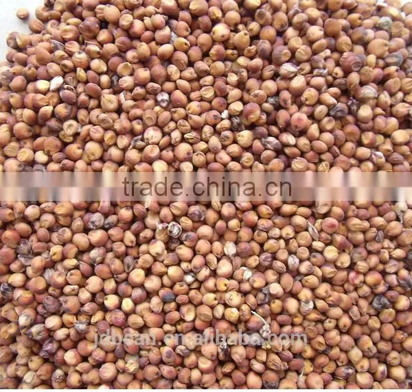Chinese Red Sorghum photo-4