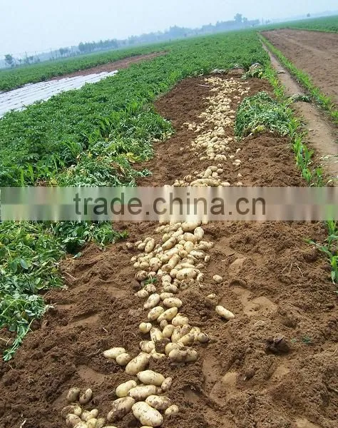 2015 New Crop of Fresh Potato Wholesales Price photo-5