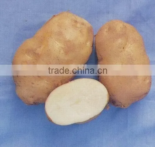 Factory Supplying 2015 New Crop Fresh Holland Potato With Good Quality photo-2